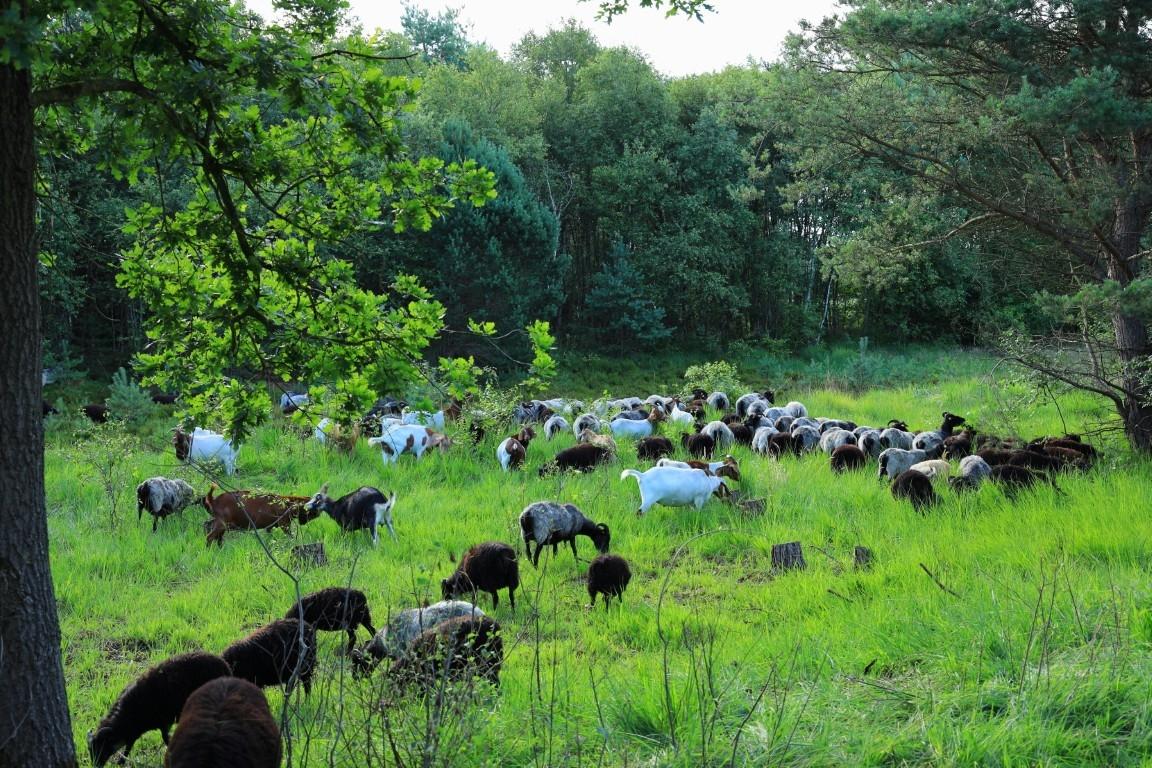 1K3A6821-Landschaftspflege-im-Moor-Mittel