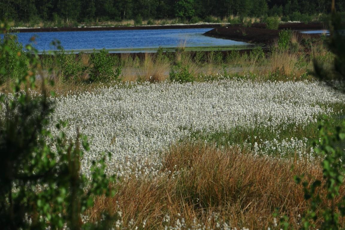 1K3A9614-Wollgrasblte-Mittel